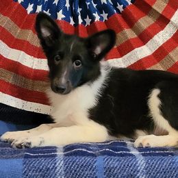 Pearl - Black white and tan female Shetland Sheepdog puppy in Altha, Florida from Hill Top Shelties