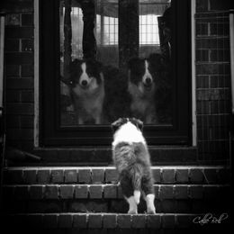 Border Collie Puppies from Shorewind Border Collies