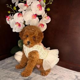 Miley - Red  female Poodle puppy in Davie, Florida from Dave Poodles