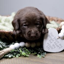 Labrador Retriever Puppies from AGL Retrievers