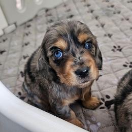 Pepper - Dapple male Dachshund puppy in Elk River, Minnesota from Darling Doxies