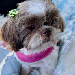 Dolly - Shih Tzu