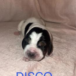 Disco - Black and white male Basset Hound puppy in Letcher, Kentucky from Hackers Appalachian Basset Hounds