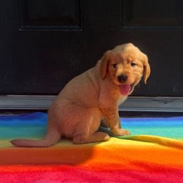 Skye - Golden female Golden Retriever puppy in Wind Gap, Pennsylvania from Supreme Goldens