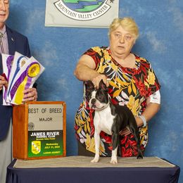 Epic - Boston Terrier