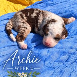 Archie - Chocolate merle male Bernedoodle puppy in Burbank, Ohio from Berns & Doodles
