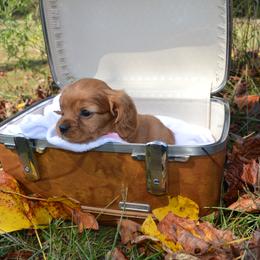Cavalier King Charles Spaniel Puppies from Freeman's Royal Cavaliers
