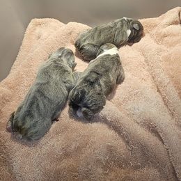 Boy 2 - Blue tri-color male Bulldog puppy in Callao, Virginia from Northern Neck Bulldogs