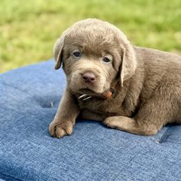 Harbor - Silver male Dilute Retriever puppy in Baldwin City, Kansas from Hedge Lane Labradors