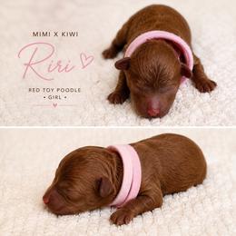 Riri - Red  female Poodle puppy in Perris, California from Our Poodiful Life