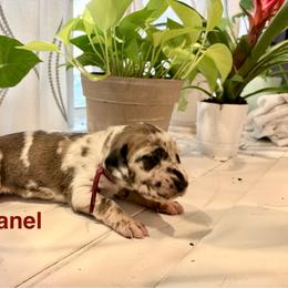Chanel - Merle female Great Dane puppy in Aldie, Virginia from High Point Mountain Danes