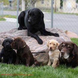 Labrador Retrievers from Tattle Tail Scent Dogs