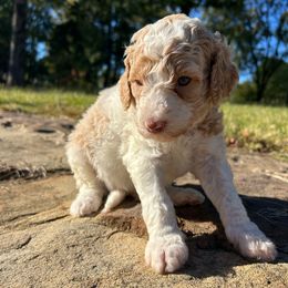 Yellow Boy - Parti male Goldendoodle puppy in Huntsville, Alabama from Winchester Doodles