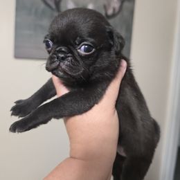 Black Girl 1 - Black female Pug puppy in Olin, North Carolina from Piggy Pugs