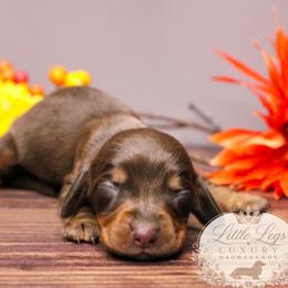 AKC Aster - Chocolate and tan female Dachshund puppy in Christiansburg, Virginia from Little Legs Luxury Dachshunds LLC