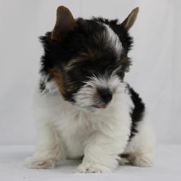 Jacob 3300 - Black tan and white male Biewer Terrier puppy in Ambrose, Georgia from Southern Star Biewer Terriers