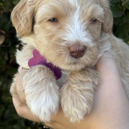 Pink collar - Tri-color female Australian Labradoodle puppy in Fontana, California from Grammy's Puppy Love doodles and poodles