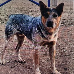 Australian Cattle Dogs from HT Heelers