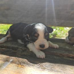 Tilly toy - Black tri-color female Aussiedoodle puppy in Doerun, Georgia from Twig & Tail Puppies