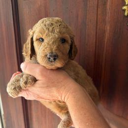 Maple - Apricot female Goldendoodle puppy in Easley, South Carolina from Our Darling Doodles