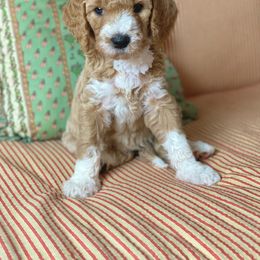 Goldendoodle Puppies from Four Gables Doodles