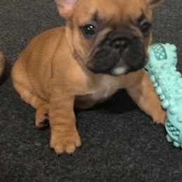 French Bulldog Puppies from AM FRENCHIES