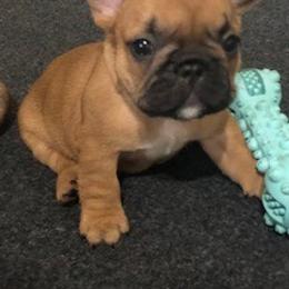 French Bulldog Puppies from AM FRENCHIES