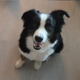 Lilly - Australian Shepherd