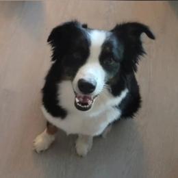 Lilly - Australian Shepherd