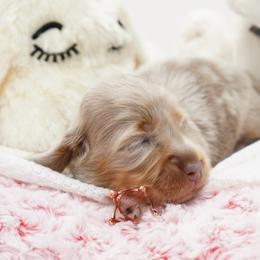 Sawyer - Fawn (isabella) and cream male Dachshund puppy in Big Rapids, Michigan from 30 Acre Woods Dachshunds