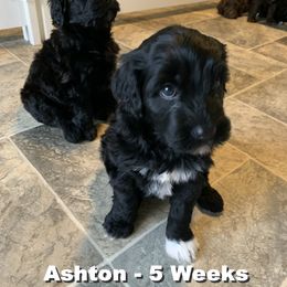 Girl 4 - Portuguese Water Dog puppy in Lakeview, Michigan from Cedar Creek Portuguese Water Dogs