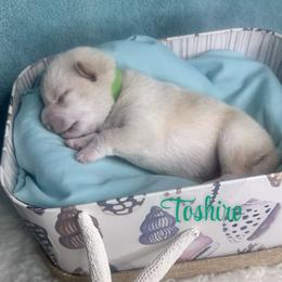 Toshiro - Cream male Shiba Inu puppy in Inverness, Florida from Shore Thing Shiba’s