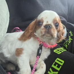 Vanellope - Red and white female English Toy Spaniel puppy in Glenwood City, Wisconsin from NyaStar