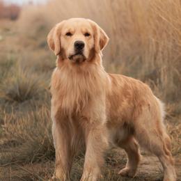 Moses - Golden Retriever