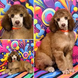Orange - Brown male Poodle puppy in Houma, Louisiana from Smart Azz Poodles