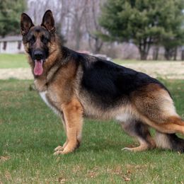 German Shepherds from He Reigns