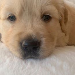 Golden Retriever Puppies from Goldens of Hope