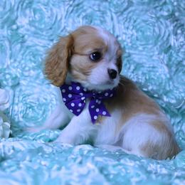 Girl 1- Purple - Blenheim female Cavalier King Charles Spaniel puppy in Pasadena, Maryland from Promise Land