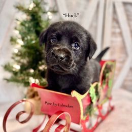 Huck (Dark Green Collar) - Black male Labrador Retriever puppy in Cinebar, Washington from Pure Joy Labradors