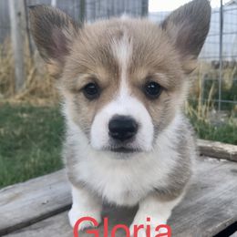 Pembroke Welsh Corgi Puppies from Country Rubys