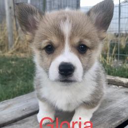 Pembroke Welsh Corgi Puppies from Country Rubys
