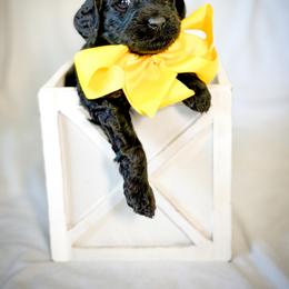 Miss Yellow - Black female Australian Labradoodle puppy in Wake Forest, North Carolina from Lucky Country Labradoodles