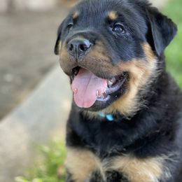 Rottweiler Puppies from Happy Rottweilers