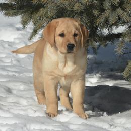 Labrador Retrievers from Reondo Labs