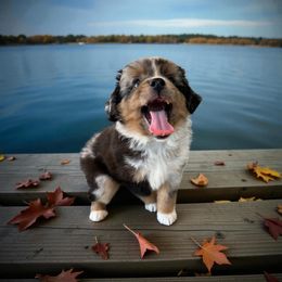 Theo - Blue merle male Miniature American Shepherd puppy in Godley, Texas from Flying H Toy and Mini Aussies