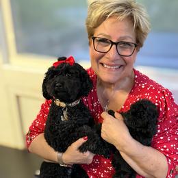 Poodle Puppies from KC Poodles of PA