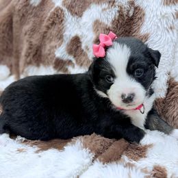 Dark pink - Black tri female Miniature Australian Shepherd puppy in 32046, Florida from River Hill Ranch