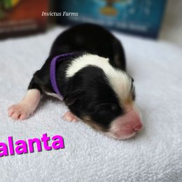Atalanta - Black tri-color female Australian Shepherd puppy in Smithfield, Utah from Invictus Farms