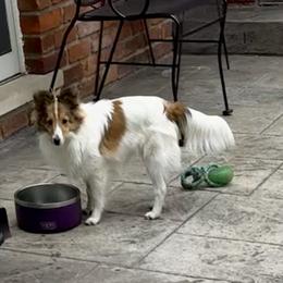 Shetland Sheepdog and Toy Shetland Sheepdog All Grown Up from M7’s Shelties, Toonies & AussieDoodles