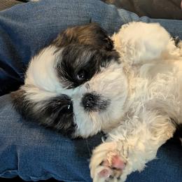 Marshall - Gold and white male Shih Tzu puppy in Clyde, North Carolina from Shawgo Pups